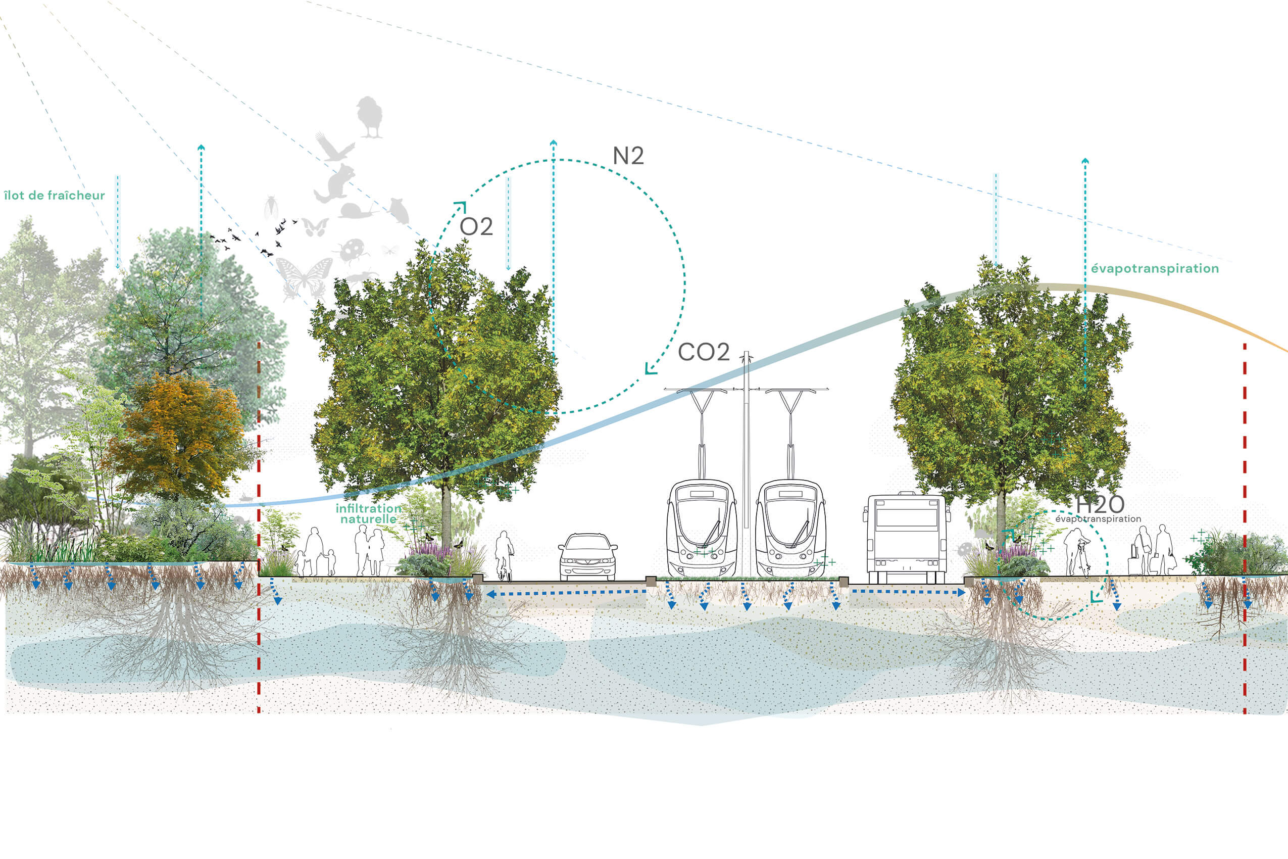 Le prolongement du tramway T1 t1n_coupe-eco-systemique